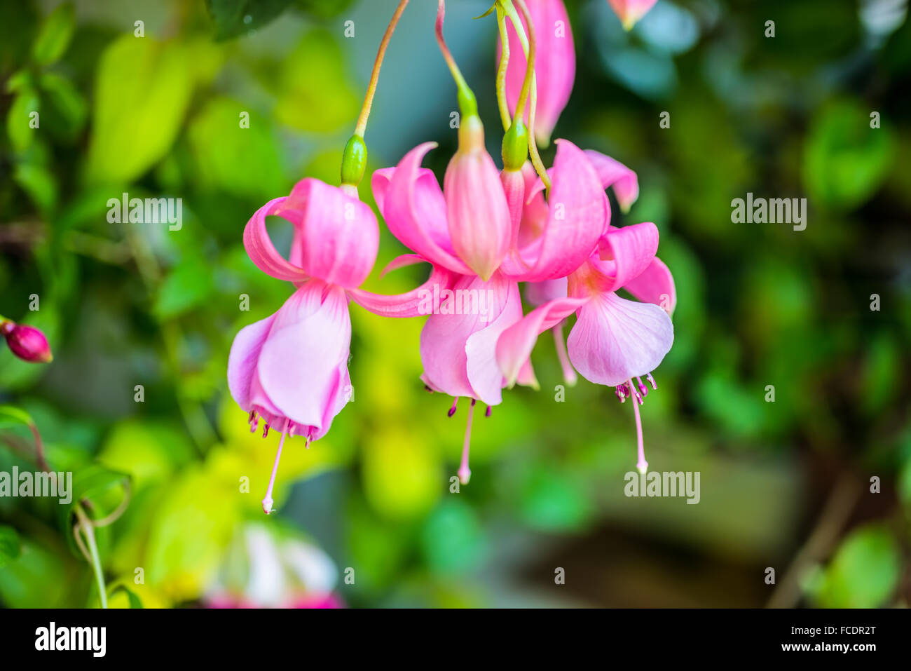 beautiful soft pink fuchsia flower on the nature green backgroud, ` Pink Galore`, closeup Stock Photo